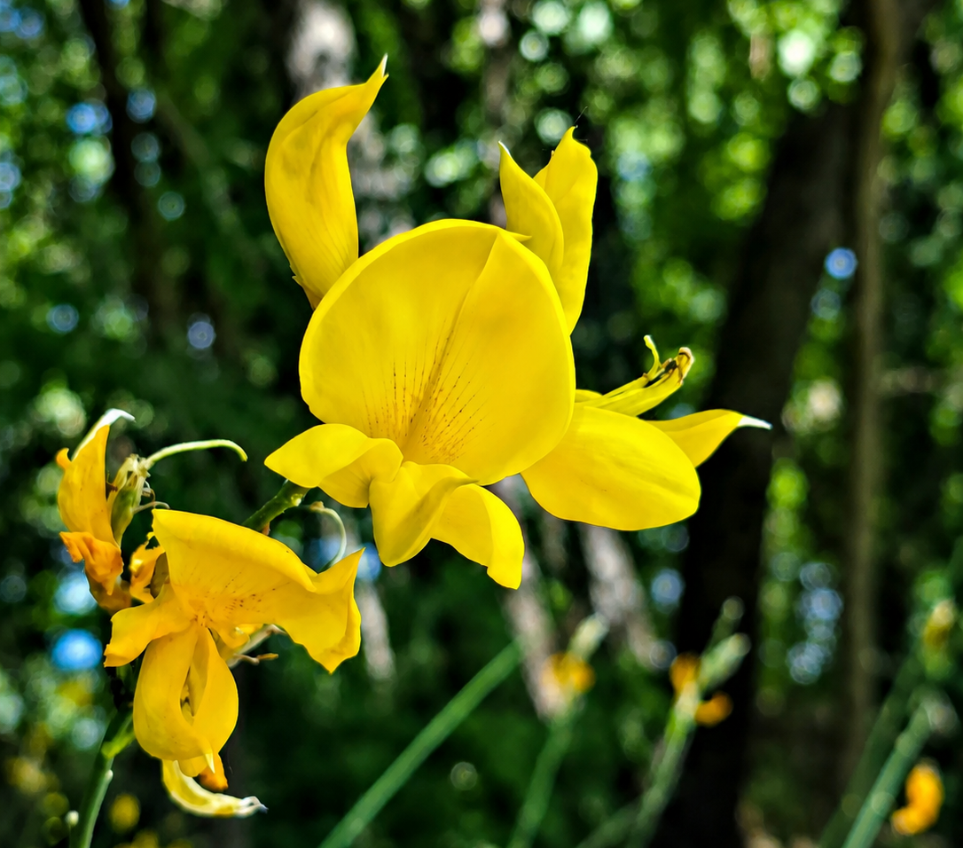 Fiore di ginestra. Montemarano - contrada Chianzano.