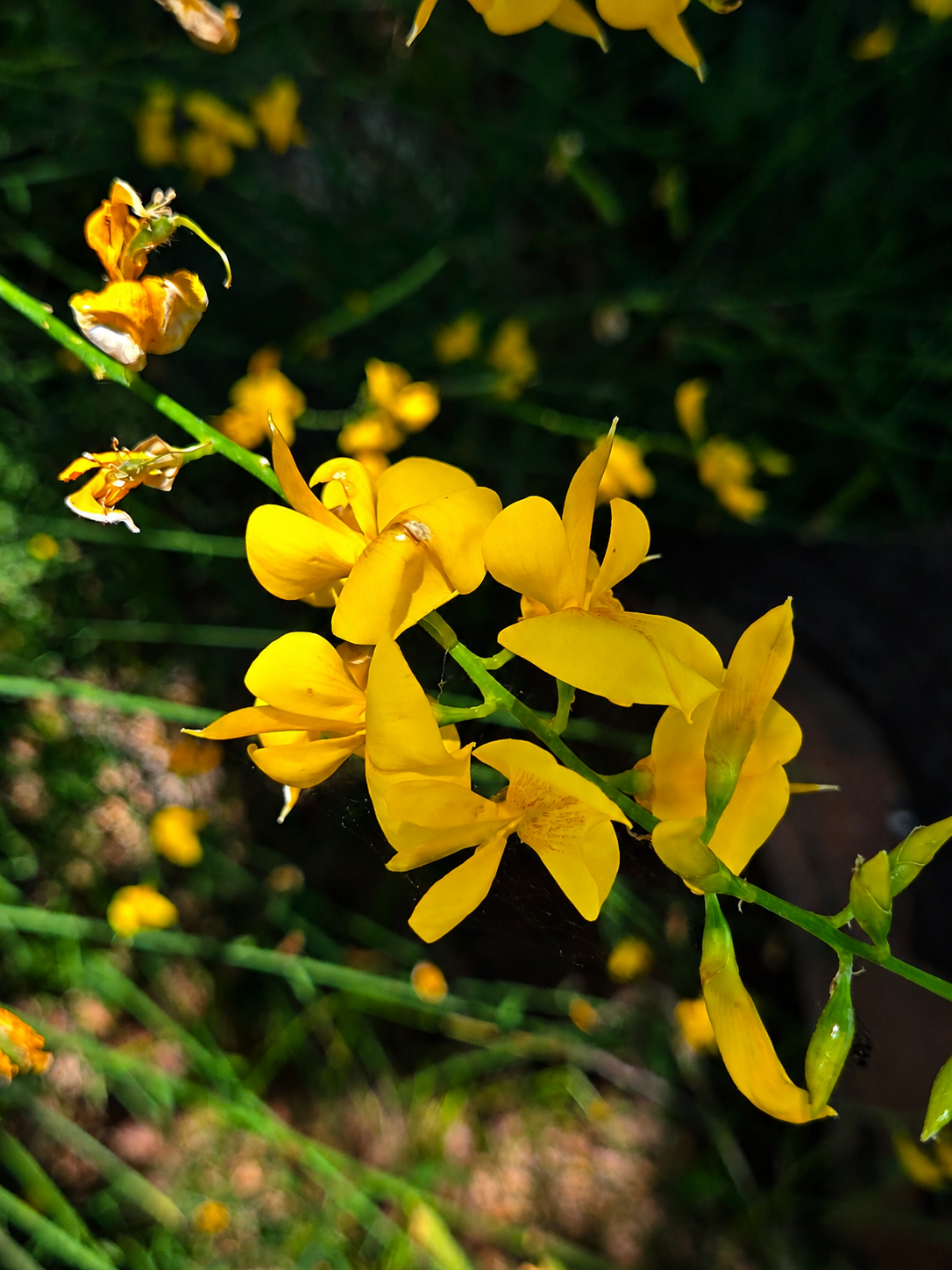 Fiori di ginestra. Montemarano - contrada Chianzano.