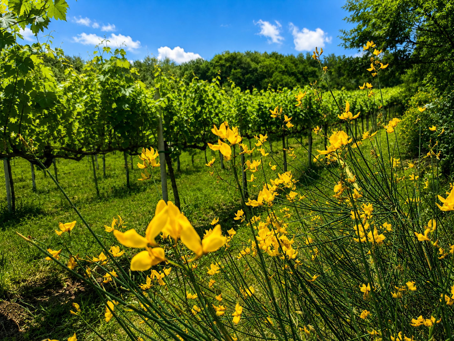 Vigna di Aglianico. Montemarano - contrada Chianzano.